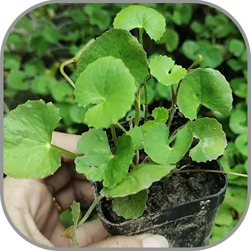 Brahmi Leaves / Vallarai (Indian)
