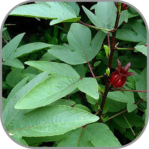 Gongura (Sorrel) Leaves