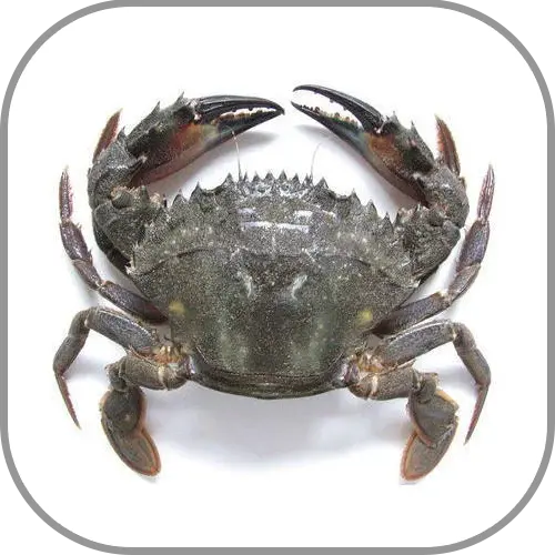GOLD FISH-Cut Crab U10-1 Kg