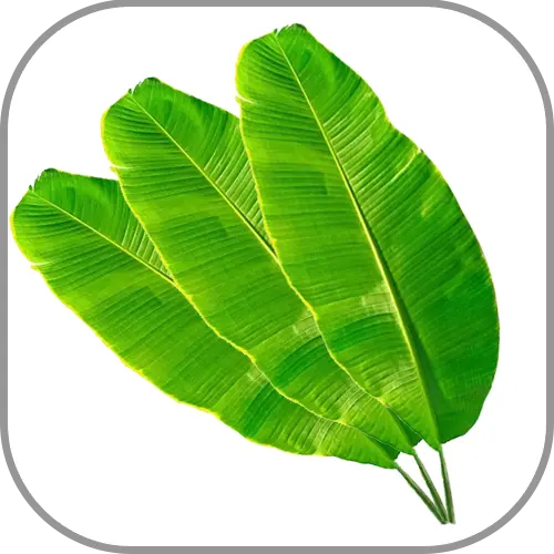 Banana Leaves