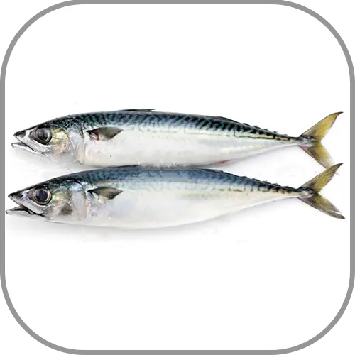 GOLD FISH-Indian Mackearl -1 Kg